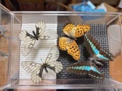 蝶の標本4匹セット - メルカリ