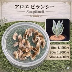 アロエ・ピランシー Aloe p （100粒） 2026年3月20号入荷の種子 種子20粒」アロエ ピランシー - メルカリ