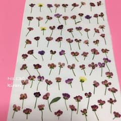 70個プラスα アリッサム  押し花 素材 材料 130のサムネイル