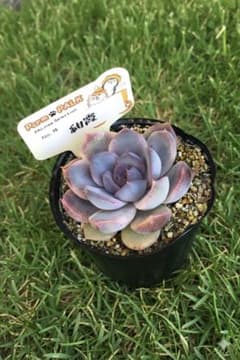 多肉植物 エケベリア farmPALKさん苗 紺霞 札付き・抜き苗 - メルカリ