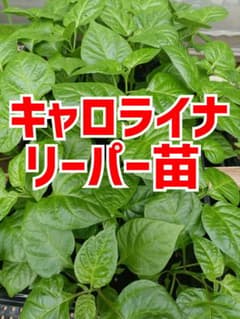 キャロライナリーパー苗 2本 栽培期間中農薬不使用 - メルカリ