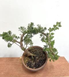 盆栽 真柏 舎利幹 素材①のサムネイル