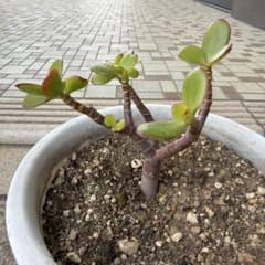 金のなる木 根付き抜き苗 多肉植物 緑色の葉 - メルカリ