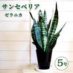 サンセベリア ゼラニカ トリファッシアータ ５号観葉植物 サンスベリア 多肉植物のサムネイル