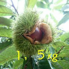 ◎無農薬◎おじいちゃんから受け継いだ栗o(^o^)o 1,5㎏のサムネイル