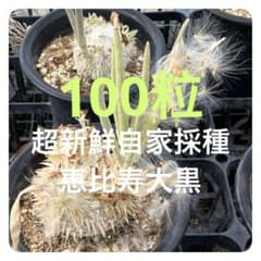 自家採種した超新鮮な パキポディウム 恵比寿大黒 の種子100粒 - メルカリ