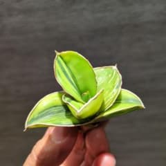 サンスベリア　サムライドワーフ　極上斑　インドネシア直輸入　ピングイキュラ サンスベリア サムライドワーフ 極上斑 インドネシア直輸入