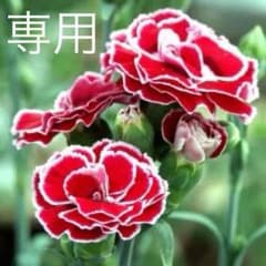 Gibf 様 専用のサムネイル