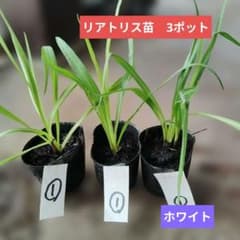 ①リアトリス苗 ホワイト 3カップ ネコポス発送 - メルカリ