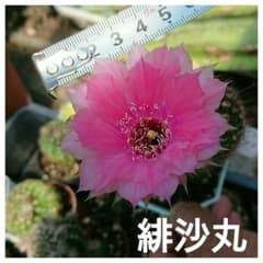 ☆特価  緋沙丸  開花球  H8,5w6  ピンク  大輪  花サボテンのサムネイル