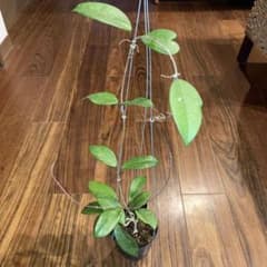 ホヤ カルノーサ レッド タイ産【現品・吊り鉢付・タグ付・メルカリ便