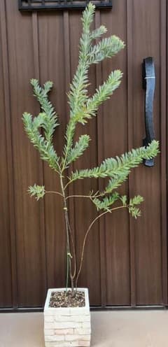 花芽付き アカシア ブルーブッシュ レンガ風石膏鉢植え 苗 - メルカリ