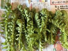 【信州産　採れたてこごみ　約200g】のサムネイル