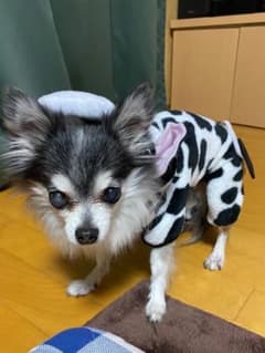 犬の服　丑年のサムネイル