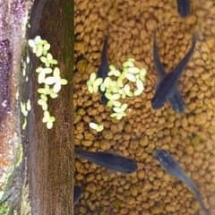 アオウキクサ（メダカ飼育水槽内の繁殖）のサムネイル