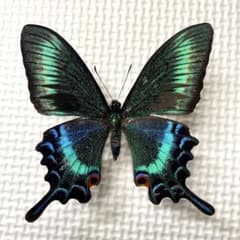 蝶標本 美麗ミヤマカラスアゲハ春型♂ 飼育品 北海道産 - メルカリ