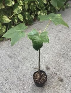 ポットごと宅急便！実生苗ククイノキ（ハワイ州木）メ ルカリ便 - メルカリ