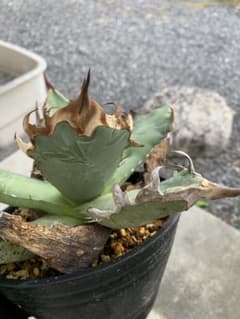 AGAVE アガベ　オアハカ　オテロイのサムネイル