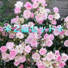 ＊mayu03様 確認用＊ミニつるバラ苗 真珠貝 ばら苗 m16734495333_1.jpg?1770777804