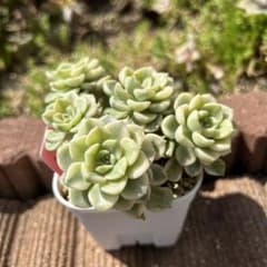 ティンカーベル錦 カット苗1つ - メルカリ