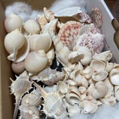 ハンドメイド　貝殻　シェル　計50個以上いっぱいセットのサムネイル