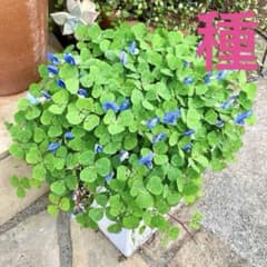 根付き♪幸せのブルークローバー苗♪ミニミニ株♪宿根草多年草♪ブルークローバー⑥ 幸せのブルークローバー種♪グランドカバー♪宿根草♪♪ - メルカリ