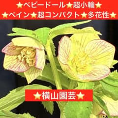 99⭐️ベビードール⭐️超小輪⭐️ベイン⭐️超コンパクト⭐️多花性