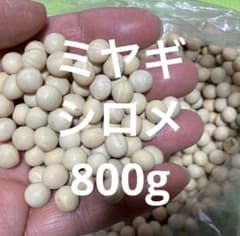 ミヤギシロメ　大豆　800g 新物　令和7年宮城県産のサムネイル