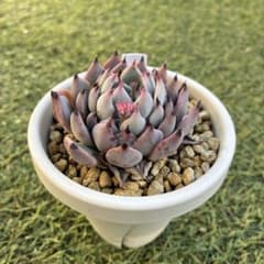 ミックスベリア】紫紺の矢｜おらいさん苗｜②｜抜き苗発送 - メルカリ