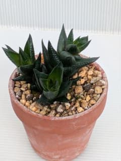 ♪ 紫翠　抜き苗　ハオルチア　多肉植物 ♪のサムネイル