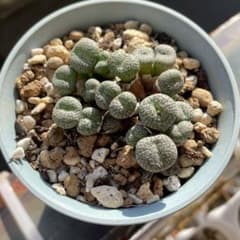 コノフィツム ウィッテベルゲンセのサムネイル