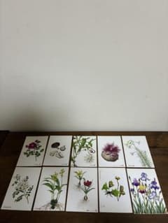 野村陽子 植物細密画 ポストカード 10枚セット ボタニカルアートのサムネイル