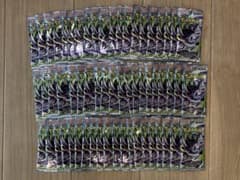 神*光様 ポケモンカードゲーム アビスアイ 60パック サーチ済み | Mercari