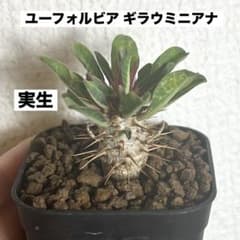 ユーフォルビア ギラウミニアナ 実生 塊根植物 コーデックス - メルカリ