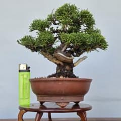 糸魚川真柏　[模様木]　ミニ盆栽素材のサムネイル