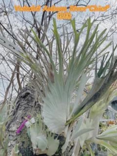 m16760027764_1.jpg?1722583831