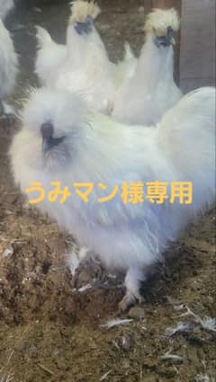 うみマン様専用 白烏骨鶏のサムネイル