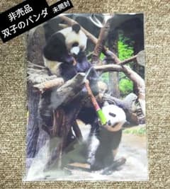【非売品】クリアファイル 双子のパンダ 【上野動物園】のサムネイル
