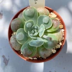 ★エルフィン★*゜様 リクエスト 2点 まとめ商品のサムネイル