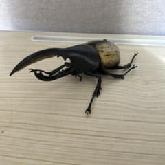 カブトムシ フィギュア 15cm 箱無しのサムネイル