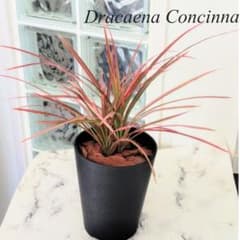 観葉植物　室内　ドラセナ　コンシンネ　レインボーのサムネイル