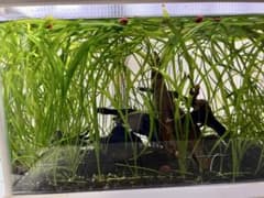 無農薬 セキショウモ 10株 初心者向け 丈夫 水草 育てやすい メダカ・エビのサムネイル