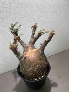 塊根植物　パキポディウム　グラキリスのサムネイル