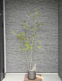 山採り天然 アオダモ 山モミジ混合株 19 - メルカリ