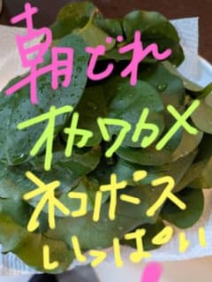 無農薬朝どれおかワカメネコポスいっぱい