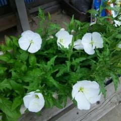 希少種『本物の月見草』の種のサムネイル