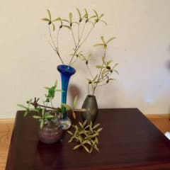 つくばねの実付き枝3本〜4本と実10個 - メルカリ