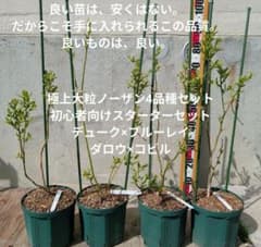 【極上】ノーザンハイブッシュ系ブルーベリー4品種セット【初心者スターターセット】 極上】ノーザンハイブッシュ系ブルーベリー4品種セット【初心者