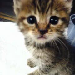 kate様専用のサムネイル