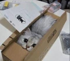 専用☆セリーヌのサムネイル